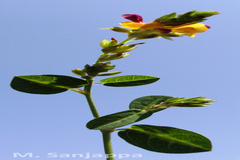 Alysicarpus sanjappae